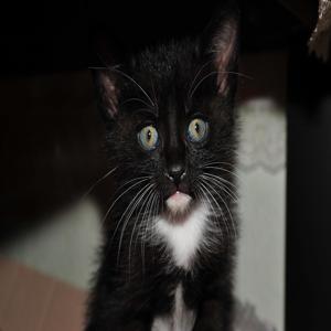 고양이 나이 계산법 간단히 사람 나이로 환산하는 법