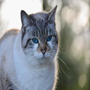 고양이 간식 입맛 까다로운 아이에게 맞춘 팁 쉽게 따라하는 조리법 공개