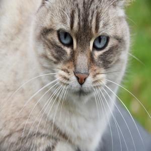 고양이 질병 자주 발생하는 부위별 5가지 증상 놓치지 말아야 할 주요 징후들