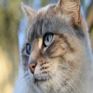 고양이 탈출 방지 창문과 문 안전 대책으로 집안에서 안전하게