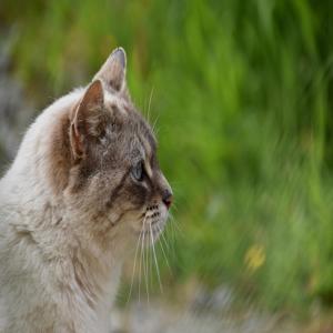 고양이 사료 잘못 먹으면 생기는 간 문제 2가지 예방을 위한 중요 정보 알아보기