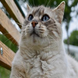 고양이가 집을 망치는 이유와 해결책 문제 해결을 위한 실제 경험담 공유