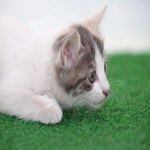 고양이 사료 기호성 테스트 직접 해본 5가지 결과 놀라운 첫 반응을 체크해보세요