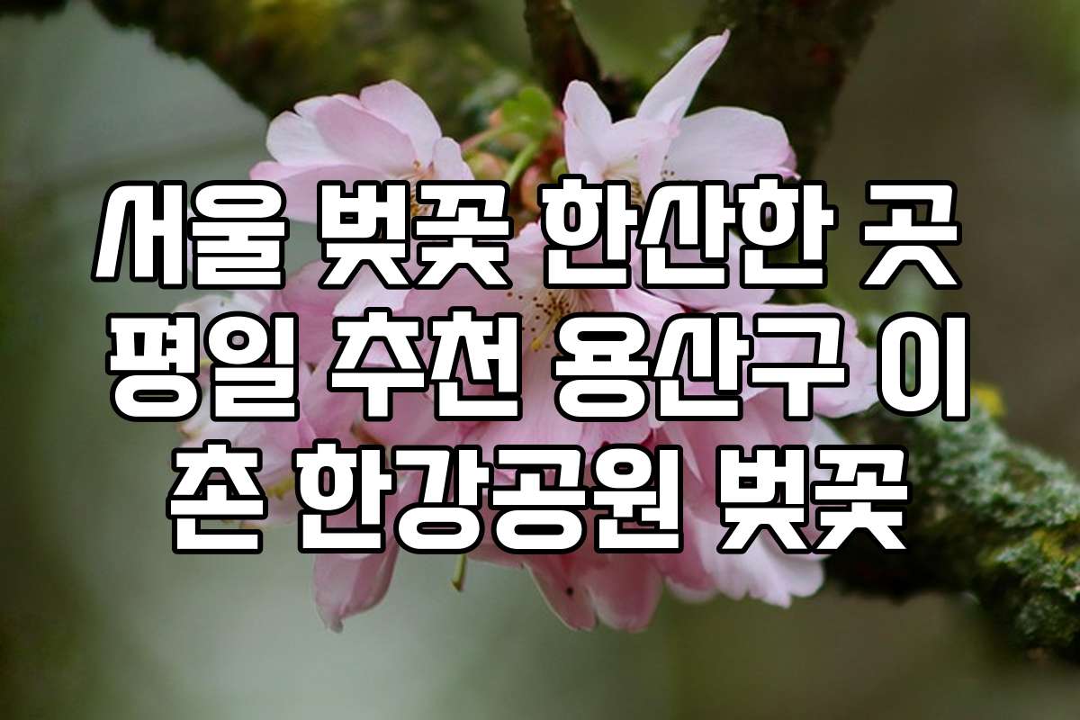 서울 벚꽃 한산한 곳 평일 추천 용산구 이촌 한강공원 벚꽃