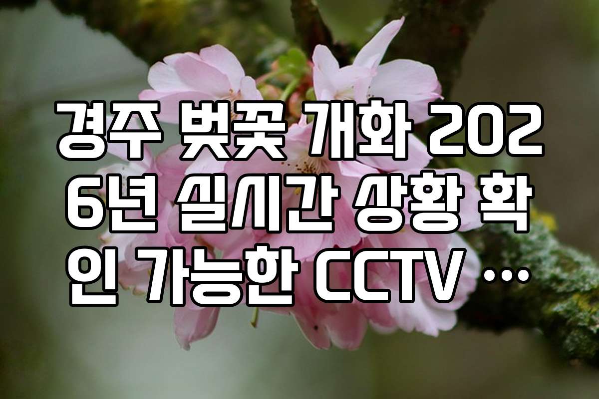 경주 벚꽃 개화 2026년 실시간 상황 확인 가능한 CCTV 위치