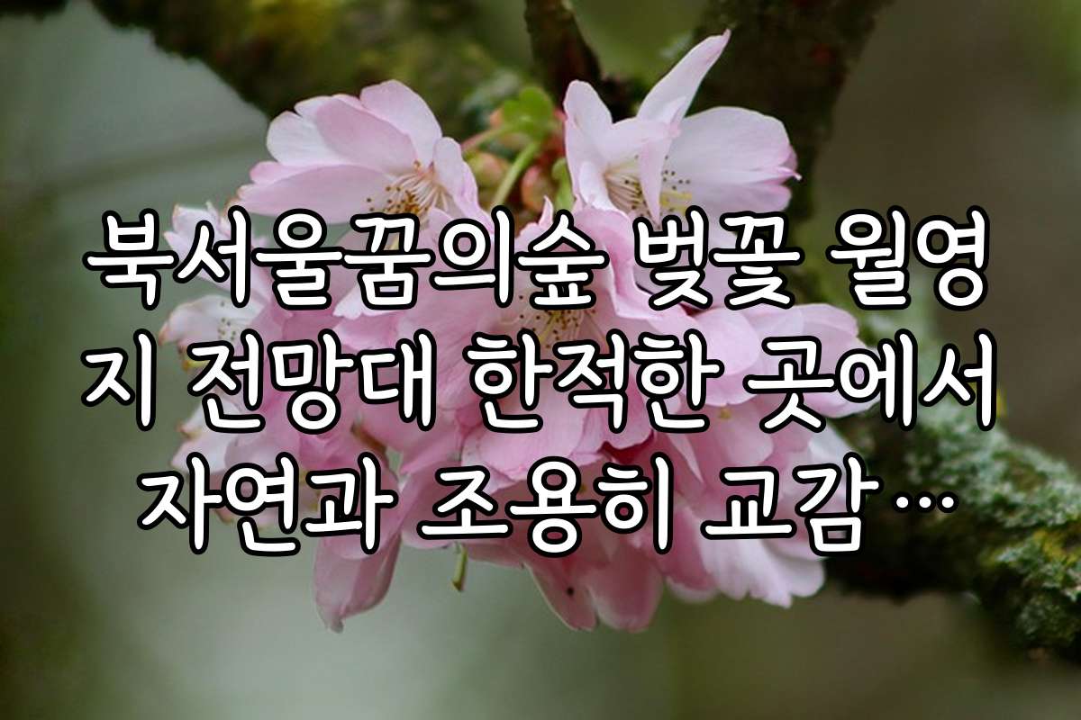 북서울꿈의숲 벚꽃 월영지 전망대 한적한 곳에서 자연과 조용히 교감하는 방법