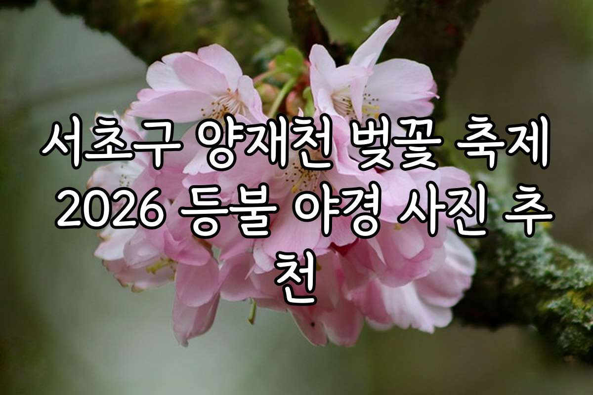 서초구 양재천 벚꽃 축제 2026 등불 야경 사진 추천