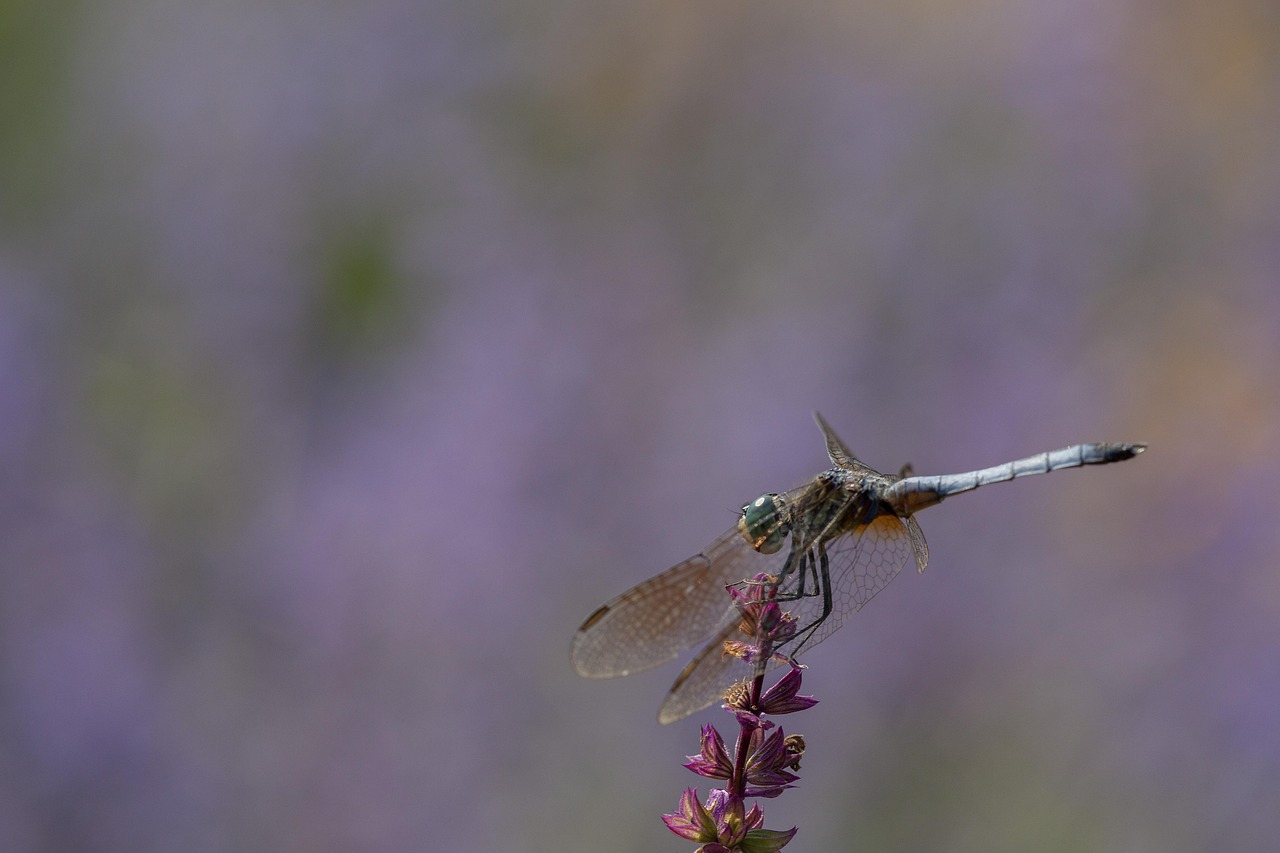 2026년 상반기 재난지원금 지원 정책과 활용 방안